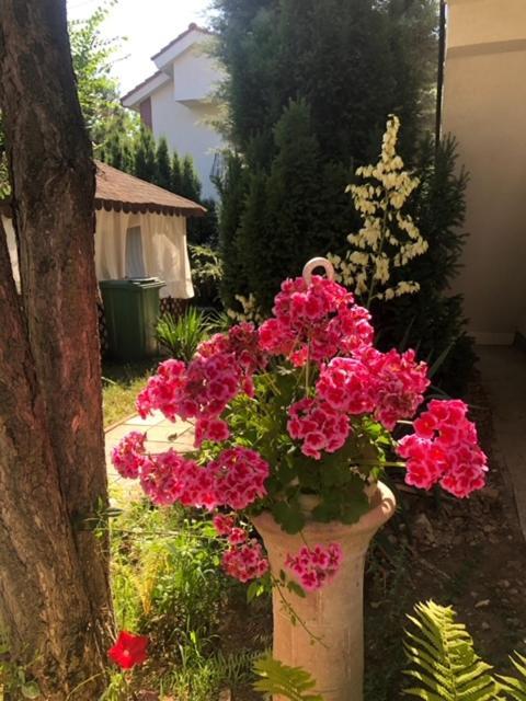 Hotel Suzana Garden Venus Zewnętrze zdjęcie